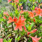 お家に帰るまでが山行です。八島湿原