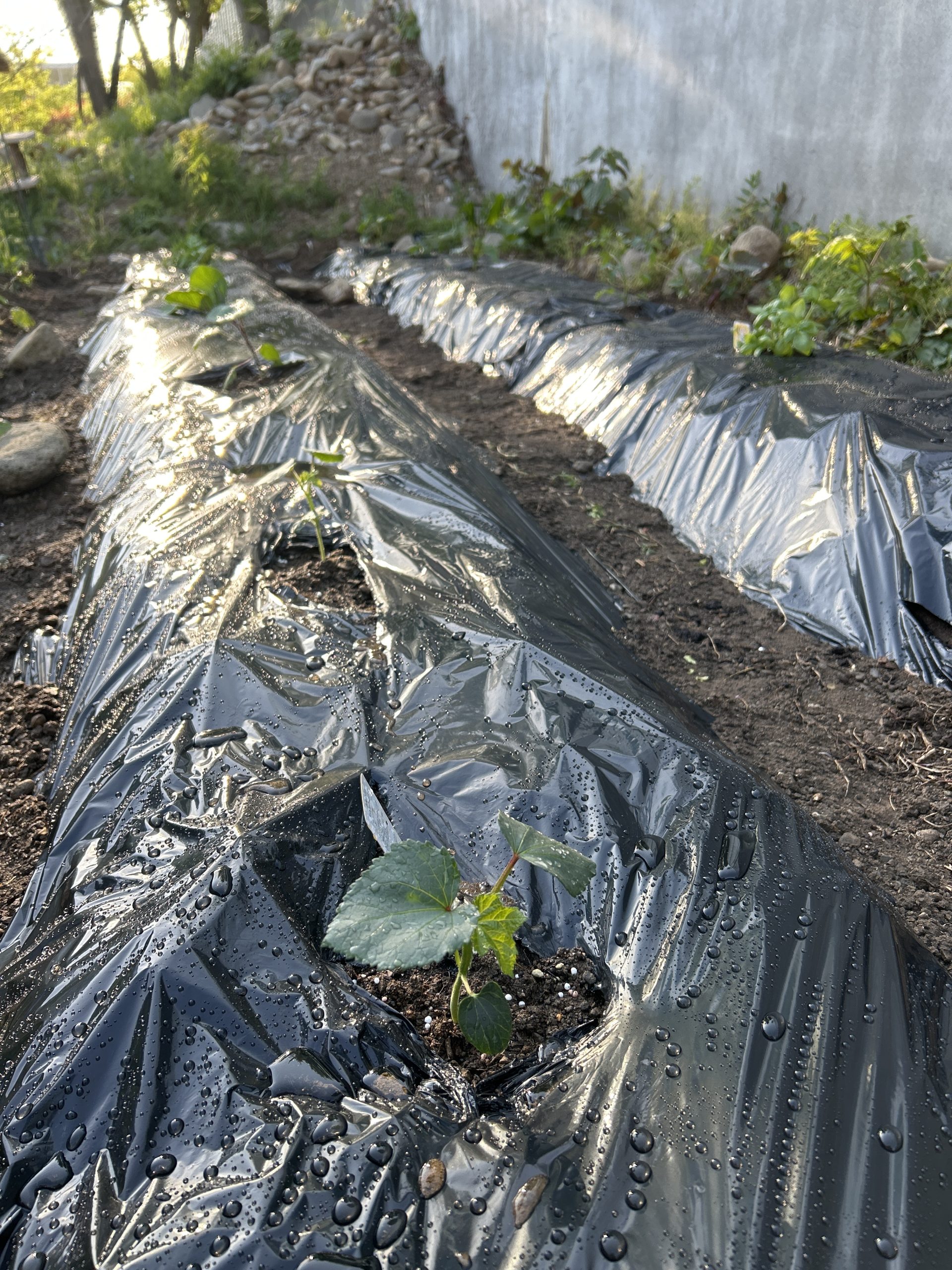 山岳部農園 苗植え